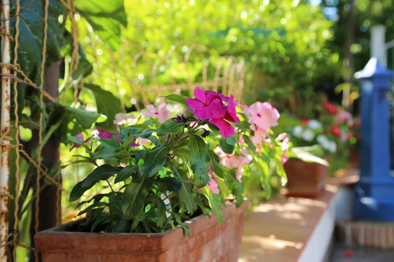 B&B Villa Gemini Sant'Agnello Bagian luar foto